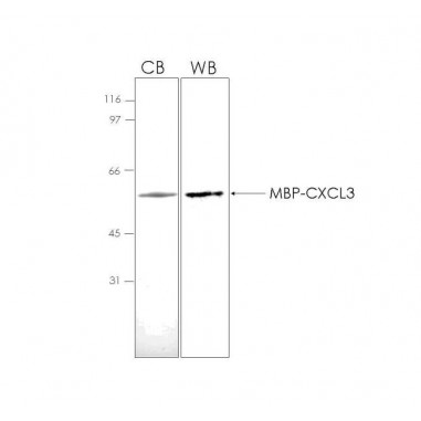 Human CXCL3 (C-X-C motif chemokine 3) MBP tag, 50 ug