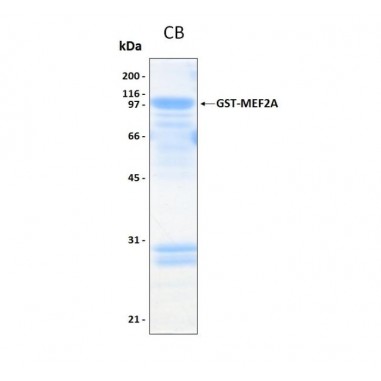 Human MEF2A from Sf9-Baculovirus, GST tag, 50 ug