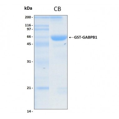 Human GABPB1 from Sf9-Baculovirus, GST tag, 25 ug
